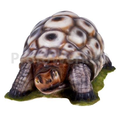Turtle / Schildkröte
